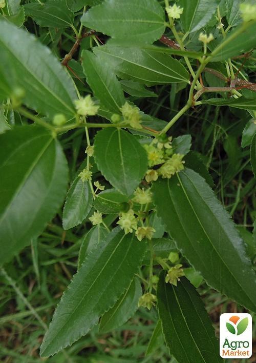 Зизифус опылитель (возраст 1 год)