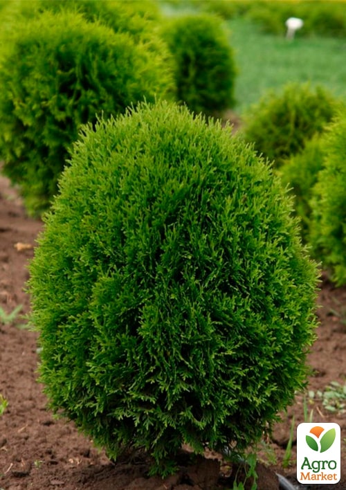 Туя западная "Little Giant" (ком/сетка) диаметр 60-70 см