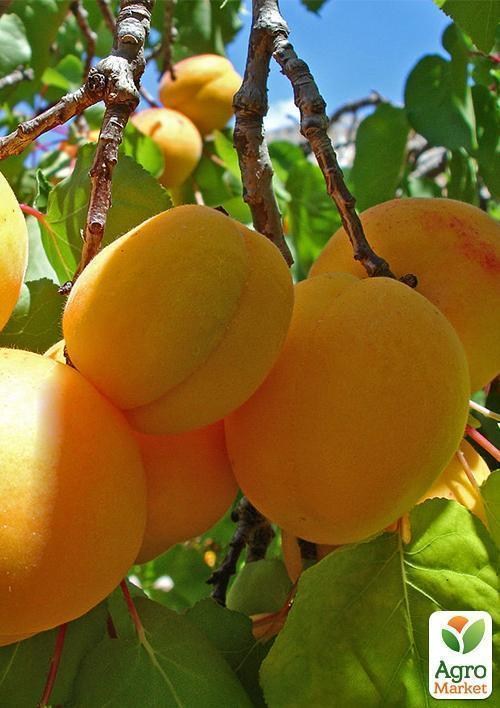 Абрикос "Золотой Юбилей" (летний сорт, средний срок созревания) - фото 3
