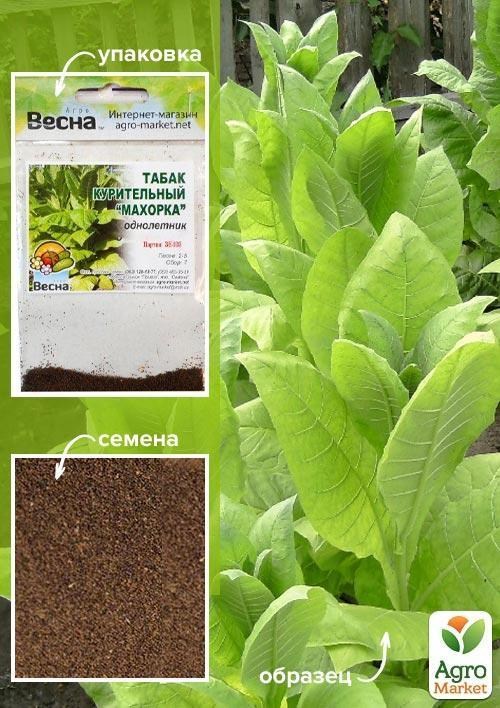 Насіння Тютюн для паління "Махорка" (Зипер) ТМ "Весна" 0.5г