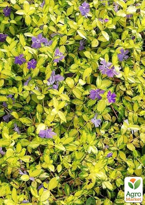 Барвінок малий "Blue and Gold" вазон С1.5 - фото 2