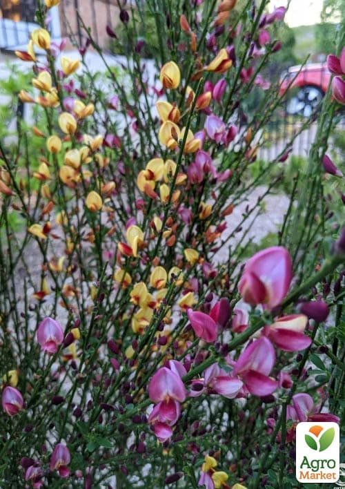 Ракитник Cytisus "Микс сортов" - фото 3