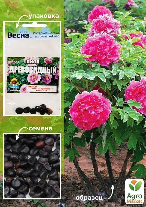 Півонія "Древовидна" (рожева) (Зипер) ТМ "Весна" 7шт