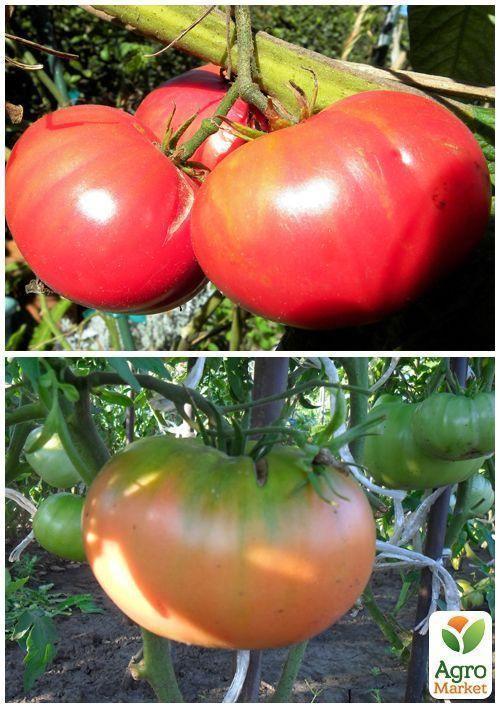 На развес Томат "Альпийский мед" ТМ "Весна" цена за 1г - фото 4