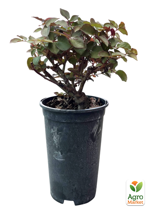 Роза в контейнере чайно-гибридная "Beverly" (саженец класса АА+) - фото 2