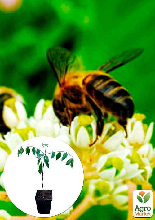 Эводия 2-х летняя "Генри" медоносная 