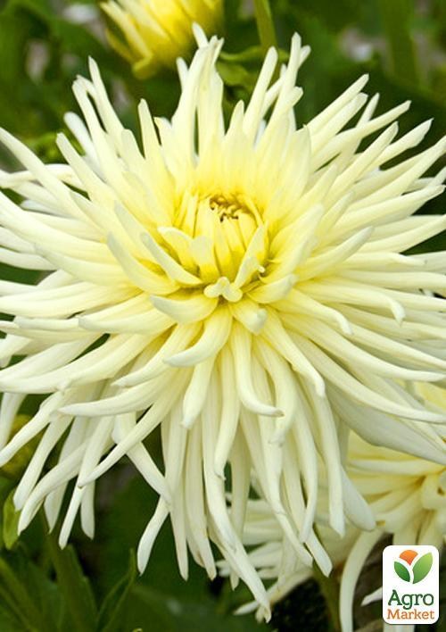 Георгина "Playa Blanca" 1шт в упаковке