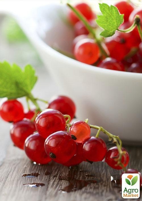 Эксклюзив! Смородина ярко-красная "Любовь" (Love) (премиальный ремонтантный сорт) - фото 4