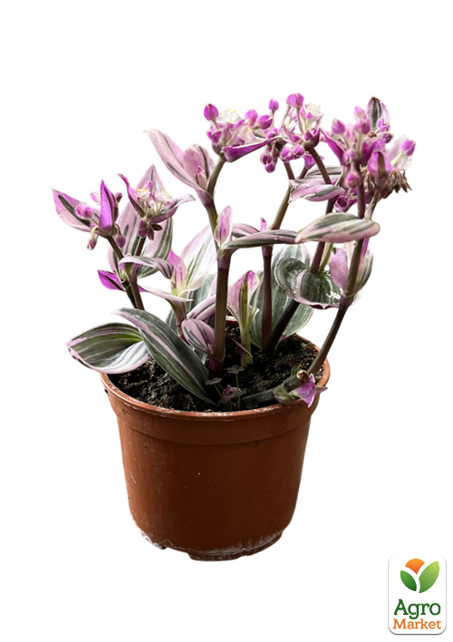 Традесканція ампельна «Nanouk» - фото 5