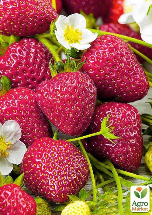 Ексклюзив! Полуниця темно-вишнева "Комета" (Comet) (преміальний високоврожайний сорт)