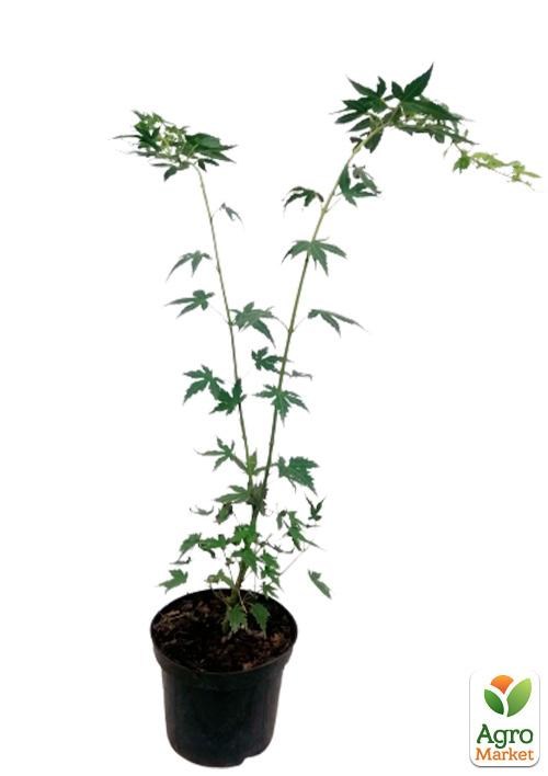 Клен 3-х летний японский пальмолистный "Катсура" (Аcer palmatum Katsura) С3, высота 60-80см - фото 2