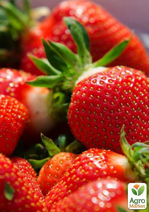 Эксклюзив! Клубника темно-вишневая "Украшение сада" (Decorating the garden) (премиальный высокоурожайный сорт) - фото 9