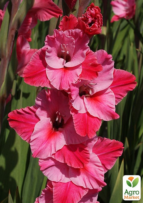 Гладіолус "Titanic"