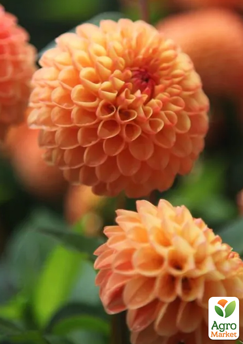 Жоржина "Souvenir Dete"  - фото 3