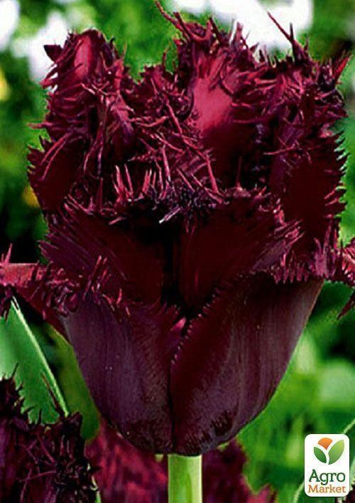 Тюльпан "Cuban Night" 3шт в упаковке