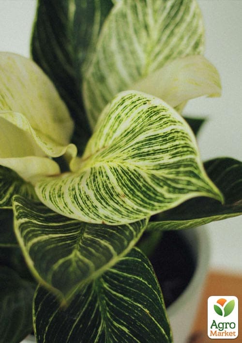 LMTD Філодендрон "White Wave" висота 30-40см - фото 8