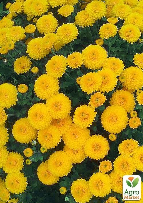 Хризантема "Canaco Gold" (мультифлора ранняя)