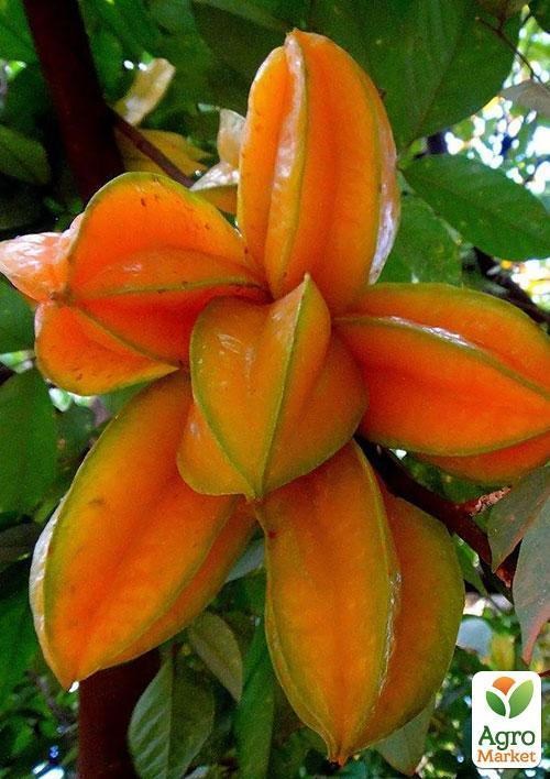 Карамболь "Звездный час" ТМ "Vesna Exclusive"3шт - фото 5