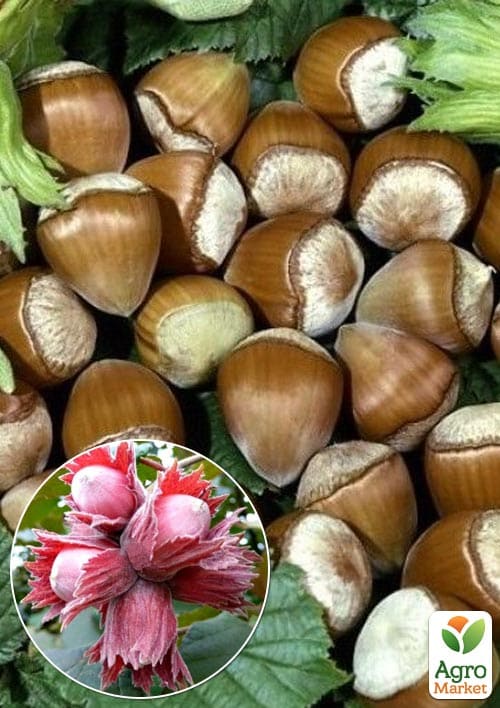 Ліщина штамбова червонолиста "Purpurea" С5