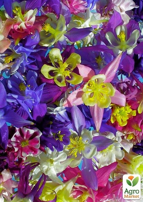 Аквилегия "Микс" 3шт