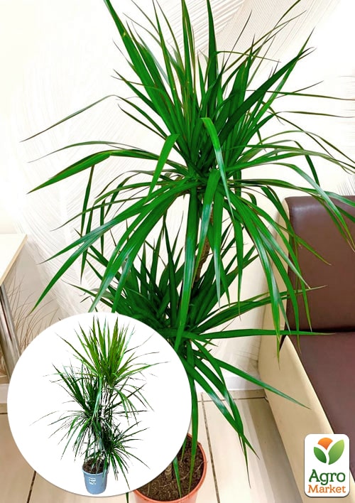 LMTD Драцена "Marginata" (триярусна, висота 130-150см) вазон С5