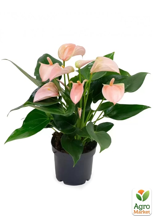 Антуриум (Anthurium) "Joli Peach" - фото 7