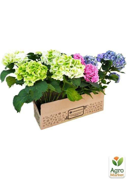 Гортензия крупнолистная 3-х летняя "Schneeball" - фото 3