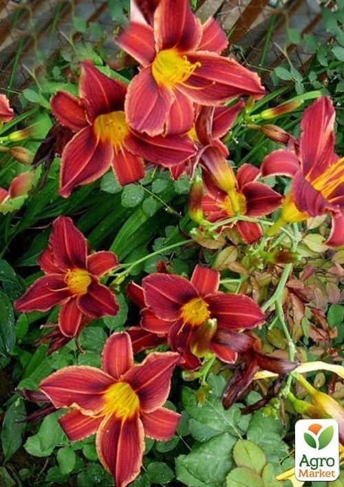 Лилейник "Black Prince" 1шт в упаковке - фото 4