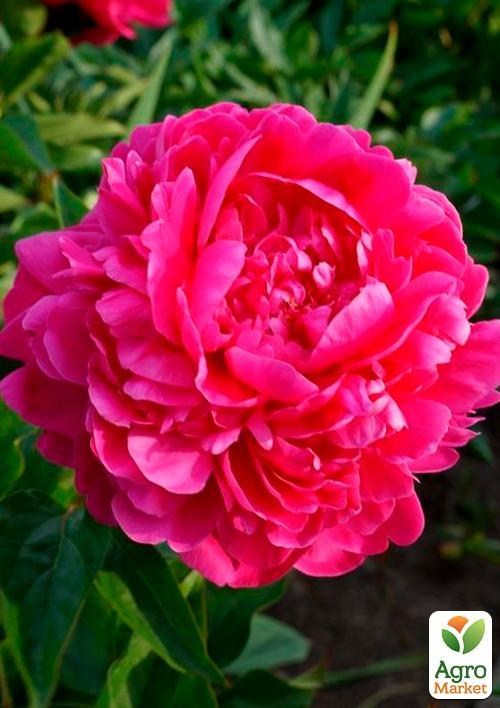 Пион травянистый "Cherry Royal" 1шт в упаковке