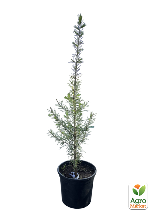 Кедр Ливанский (Cedrus libani) С1,5, высота 30-40 см - фото 2
