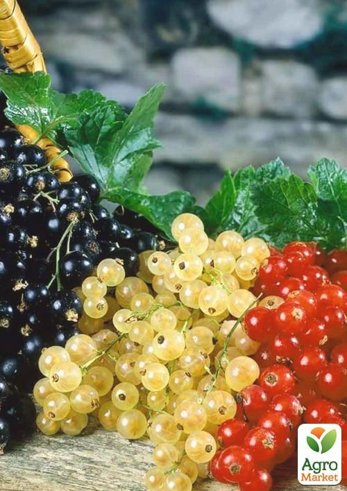 Уценка!!! Смородина микс сортов.