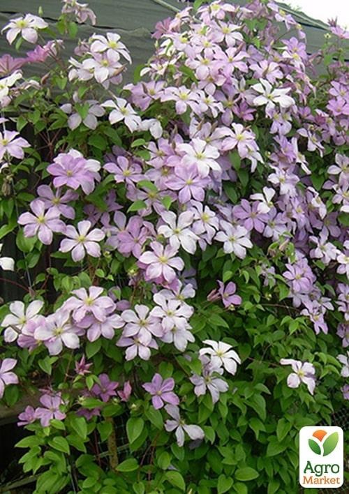 Клематис 3-х річний "Morning Sky" С2 - фото 2