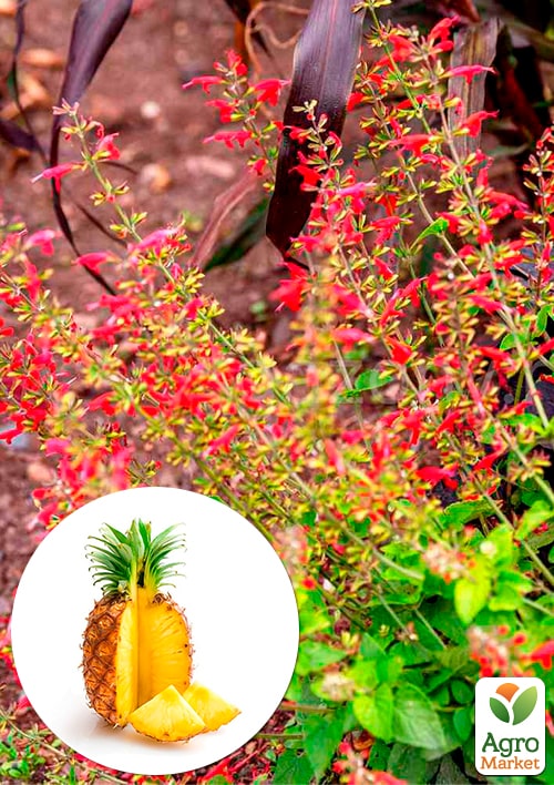 Шалфей блестящий "Pino"