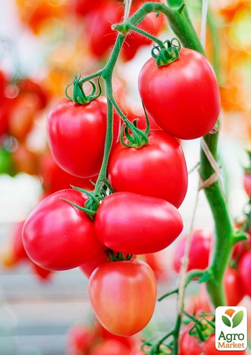 На развес Томат "Камелот" ТМ "Весна" цена за 1г - фото 2