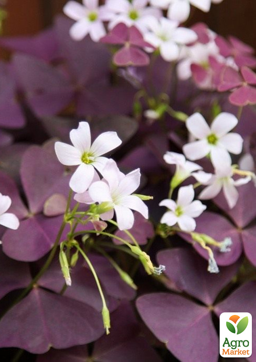 LMTD Оксалис (кислица) "Triangularis" высота растения 10-15см - фото 6