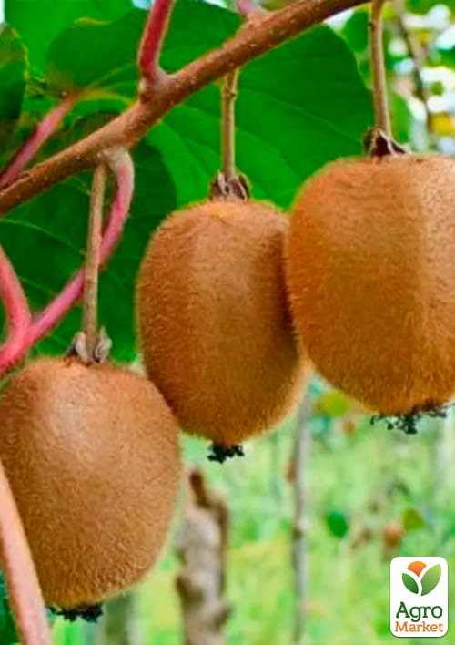 Киви "Бруно" (один из лучших сортов) - фото 4