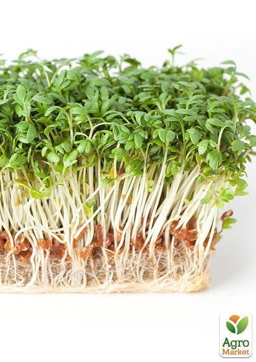 Проращиватель (спраутер) для семян и микрозелени  ТМ "Green Vitamin" - фото 3