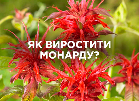 Монарда: як вирощувати та догляд