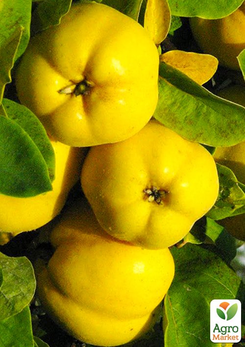 Айва "Відмінниця" (осінній сорт, середнього терміну дозрівання)