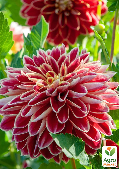 Георгина "Dutch Carnaval" (гигантский цветок)