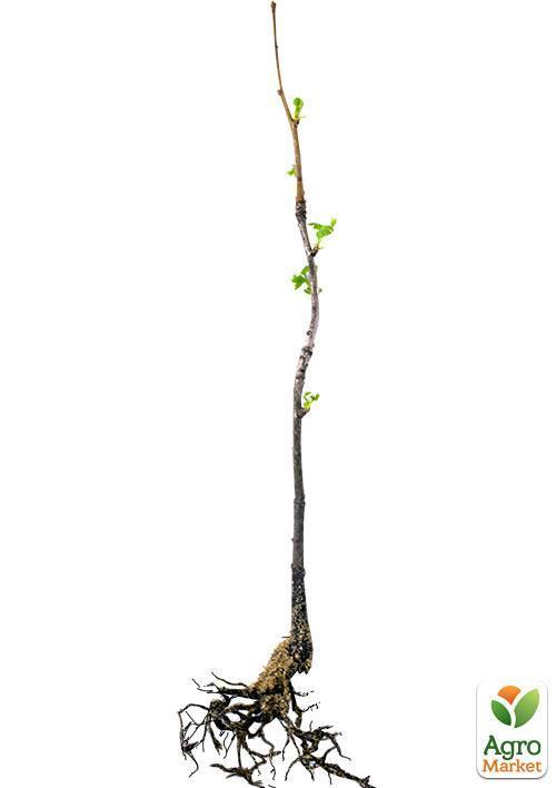 Гинкго Билоба "Двулопастный" (возраст 2 года) - фото 2