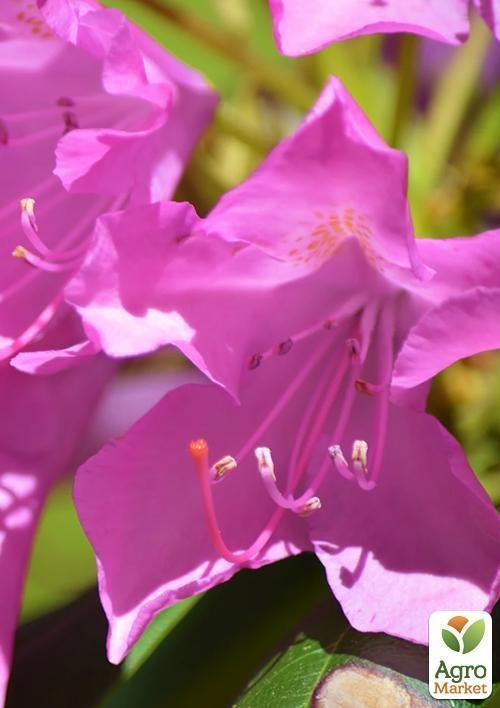 Рододендрон "Roseum elegans" 4 летний  (розовый) - фото 3