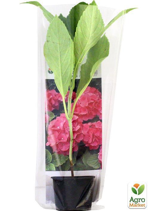 Гортензия крупнолистная малиновая "Сладкая мечта" (Sweet dream) - фото 6