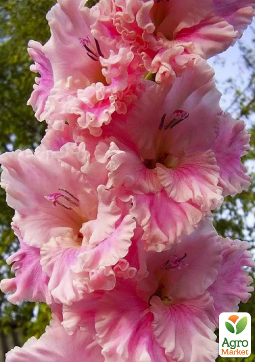 Гладіолус "Soft Innocence" - фото 4