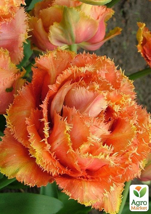 Тюльпан "Sensual Touch" (розмір 10/11, великий) 2шт в упаковці