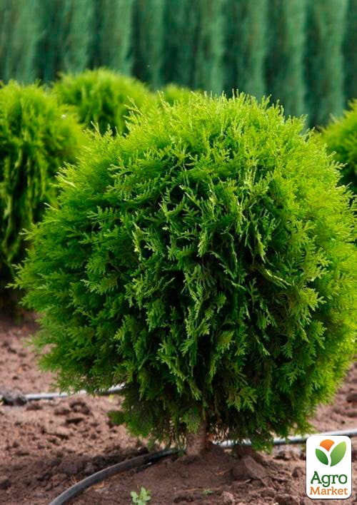 Туя западная "Globosa" (ком/сетка) диаметр 100-120 см - фото 3