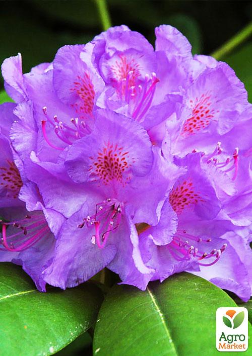 Рододендрон ліловий "Катевбинський" (Catawbiense)