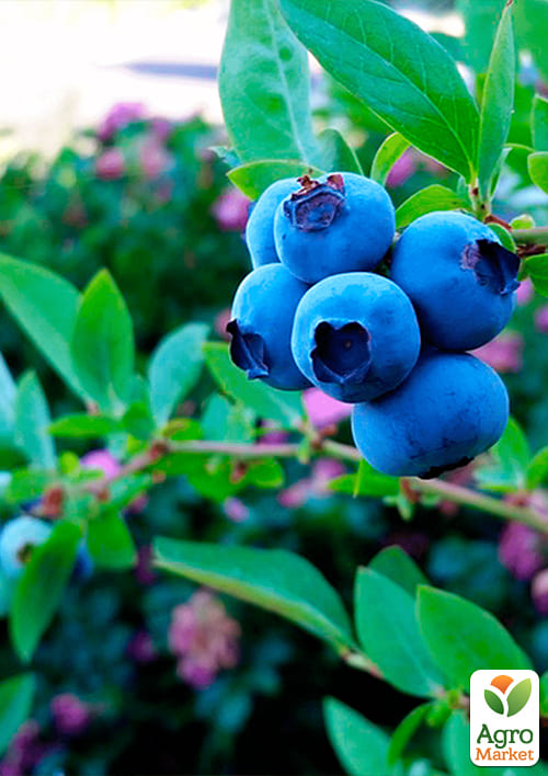 Лохина (чорниця садова) "Річка" (ранній термін дозрівання, один з найпопулярніших сортів) - фото 5