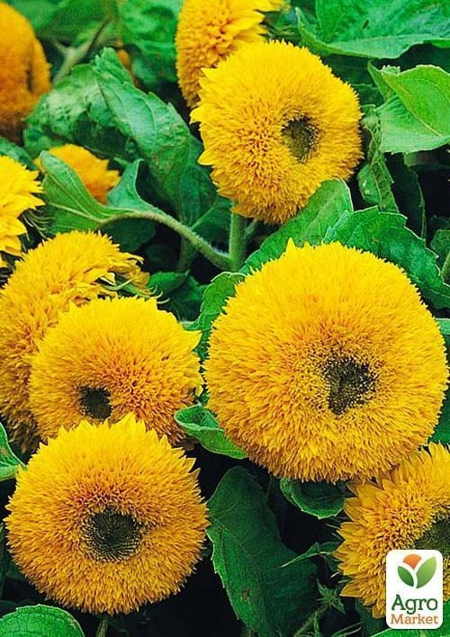Подсолнечник махровый желтый (Зипер) ТМ "Весна" 2г - фото 3
