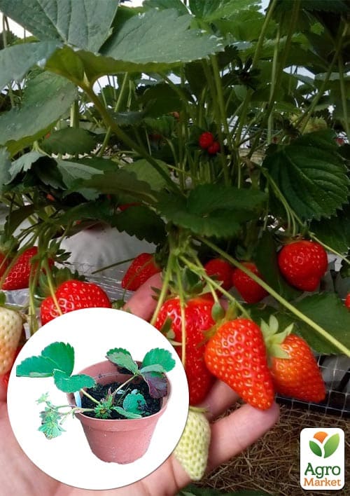 Клубника садовая ремонтантная "Murano" укорененная в контейнере